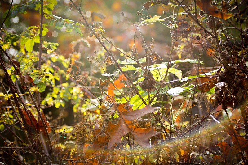 Illustration for article titled 48 Photos Of Autumn Around The World